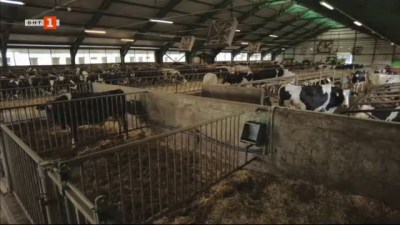 Успешна ферма за млечни животни в село Марчево