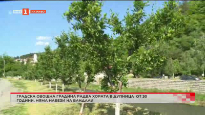 Овощни дръвчета в Дупница