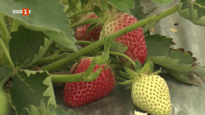 Как се справя последната ягодова плантация в района на Момчилград? 