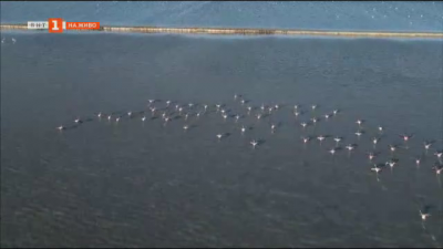 Розово фламинго и други птици може да се наблюдават от специалното укритие на Атанасовското езеро