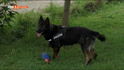 Полицейско куче спаси възрастна жена още на първата си мисия