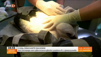 Ветеринари се борят за живота на малките щъркелчета от падналото гнездо в Драгушиново
