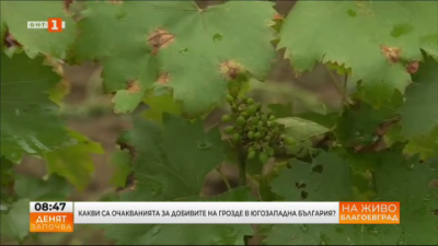 Какви са очакванията за добивите на грозде в Югозападна България
