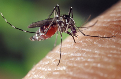 Мерки срещу комарите в Русе