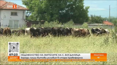 Недоволство на жителите от с. Богданица заради стара кравеферма