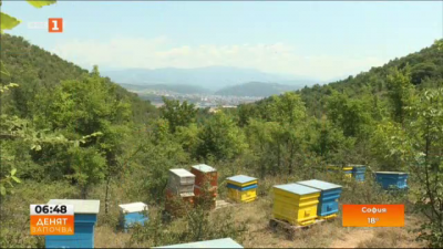 Високи добиви мед очакват пчеларите от Югозападна България