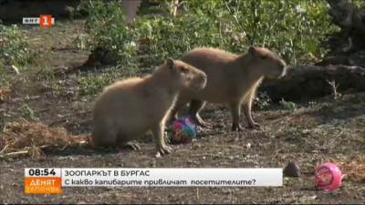 Има ли нови обитатели в Зоопарка в Бургас? 