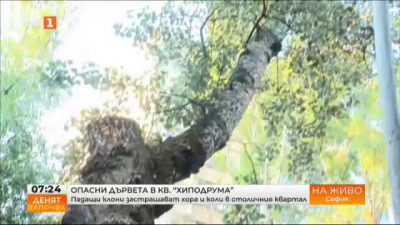 Жители на столичния квартал Хиподрума сигнализират за опасни дървета в района