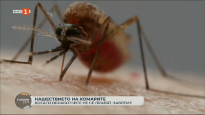 Нашествието на комари – когато обработките не се правят навреме