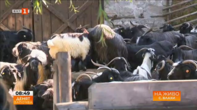 Как се отглеждат редките породи каракачанска овца и калоферска коза в село Влахи
