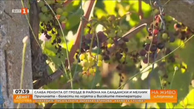 Слаба реколта от грозде в района на Сандански и Мелник - 80% от лозята са поразени от обикновената мана