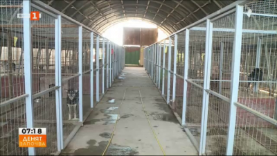 Зрителски сигнал: Как се отглеждат кучетата в общинския приют в Каменар