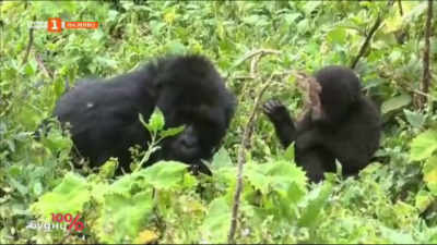 Опазване на застрашения вид планинска горила