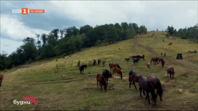 Диви коне в планините Столови в Югозападна Сърбия