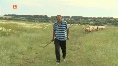 Едно от последните стада овце в Добрич