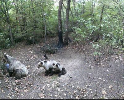 Камери уловиха мечка с две малки край пловдивското село Марково