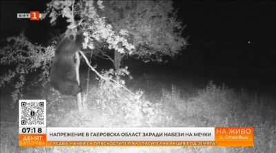 За набези на мечки сигнализират в Габровска област 