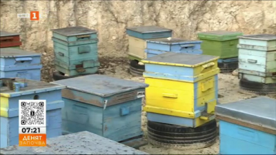 Пчеларите искат квоти за вносния мед