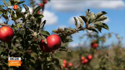 Слаба реколта от ябълки в Кюстендилско