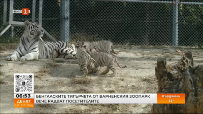 Бенгалските тигърчета от Варненския зоопарк вече радват посетителите