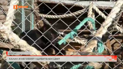 Бебе - черна пантера пристигна в Бургаския зоопарк