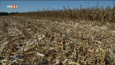 Зърнопроизводители от Добруджа: Проблемите в сектор Земеделие ескалират