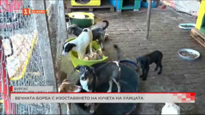 Среща със служителите в бургаски приют за кучета