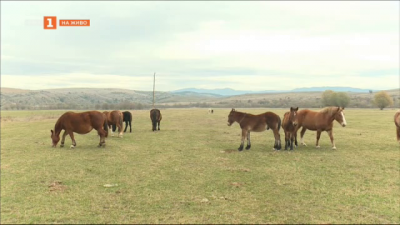 Стара българска порода коне се опитват да възстановят в Разлог