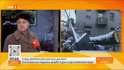 В центъра на София: Паднало дърво блокира вход на жилищна сграда