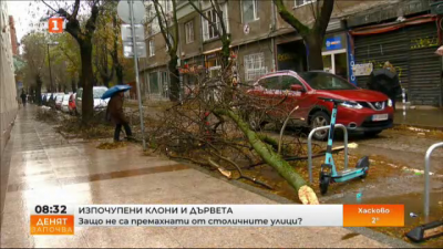 Кога изпочупените клони и дървета в София ще бъдат събрани?