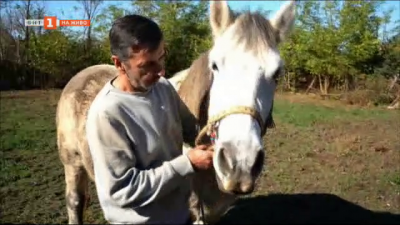 Загробиха кобилата от Разград край ферма в съседно село – законно ли е това