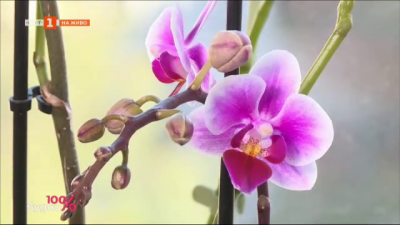 Орхидеите през зимата