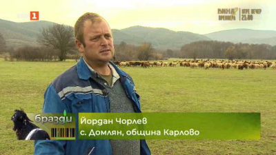 За трудностите, но и за големия мерак на Йордан от с. Домлян, който гледа почти 500 овце