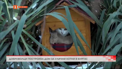 Доброволци построиха дом за улични котки в Бургас