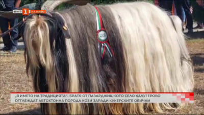 Братя от пазарджишкото село Калугерово отглеждат автохтонна порода кози заради кукерските обичаи