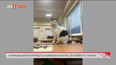 Деца дават награда за изчезнала котка, за която се грижат във Варна