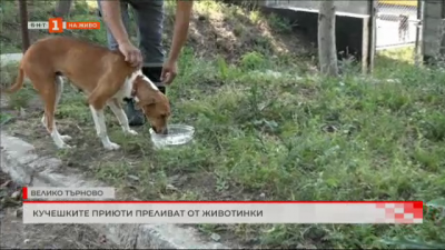 На живо от Велико Търново: Кучешките приюти преливат от животинки