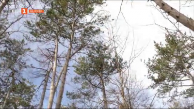 Застрашена ли е 100-годишната гора в парк Борово око?