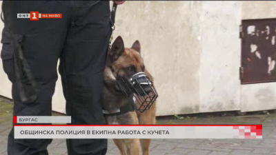 Общинска полиция в Бургас в екипна работа с кучета