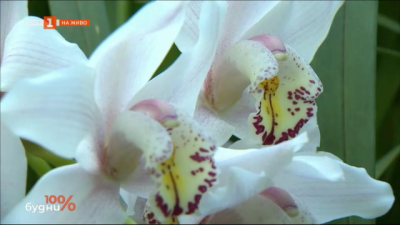 Как да се грижим за орхидеите - цветята на живота