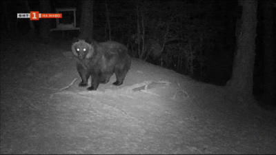 Горски искат разрешение да отстрелят проблемна мечка в Родопите