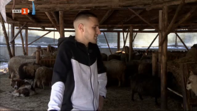 Как две овце купени навреме задържат един млад човек в България