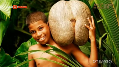 Коко де Мер - най-голямата ядка в света расте на Сейшелските острови