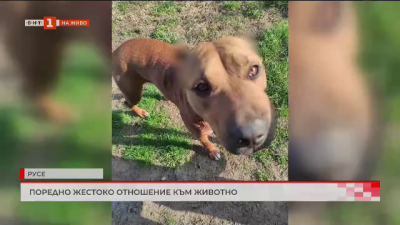 Отново жестокост към животно: Мъж от Русе обезобрази собственото си куче