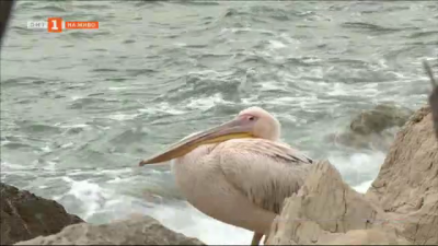 Розов пеликан създава социални контакти край морския бряг във Варна