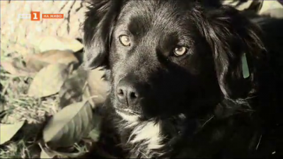 Кауза Бездомничета: Как изоставянето на кучета е свързано с нарастващото насилие над бездомни животни