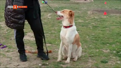 Тренировки по социализация на бездомните кучета в общинския Зооветеринарен комплекс в Пловдив