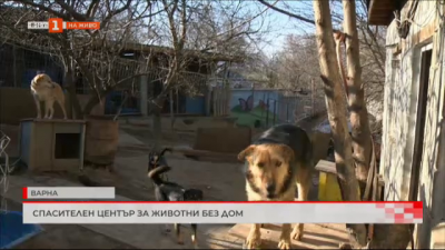 Спасителен център за бездомни животни край Варна