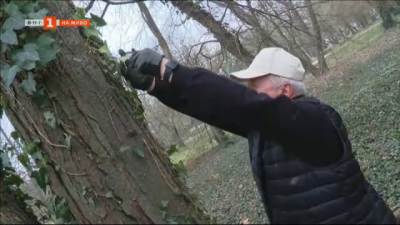 Доброволци почистиха дърветата в градския парк в Ямбол от задушаващия ги бръшлян