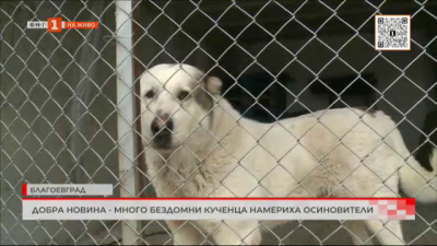 Добра новина: много бездомни кученца намериха осиновители